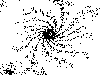 CFrak01-10-thmb-Die Feder in Schwarzwei.gif (621 Byte)